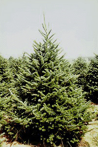 <i>Pinus heliotis</i>, árvore símbolo do Natal<a style='float:right;color:#ccc' href='https://www3.al.sp.gov.br/repositorio/noticia/03-2008/M-arvorenatal.jpg' target=_blank><i class='bi bi-zoom-in'></i> Clique para ver a imagem </a>