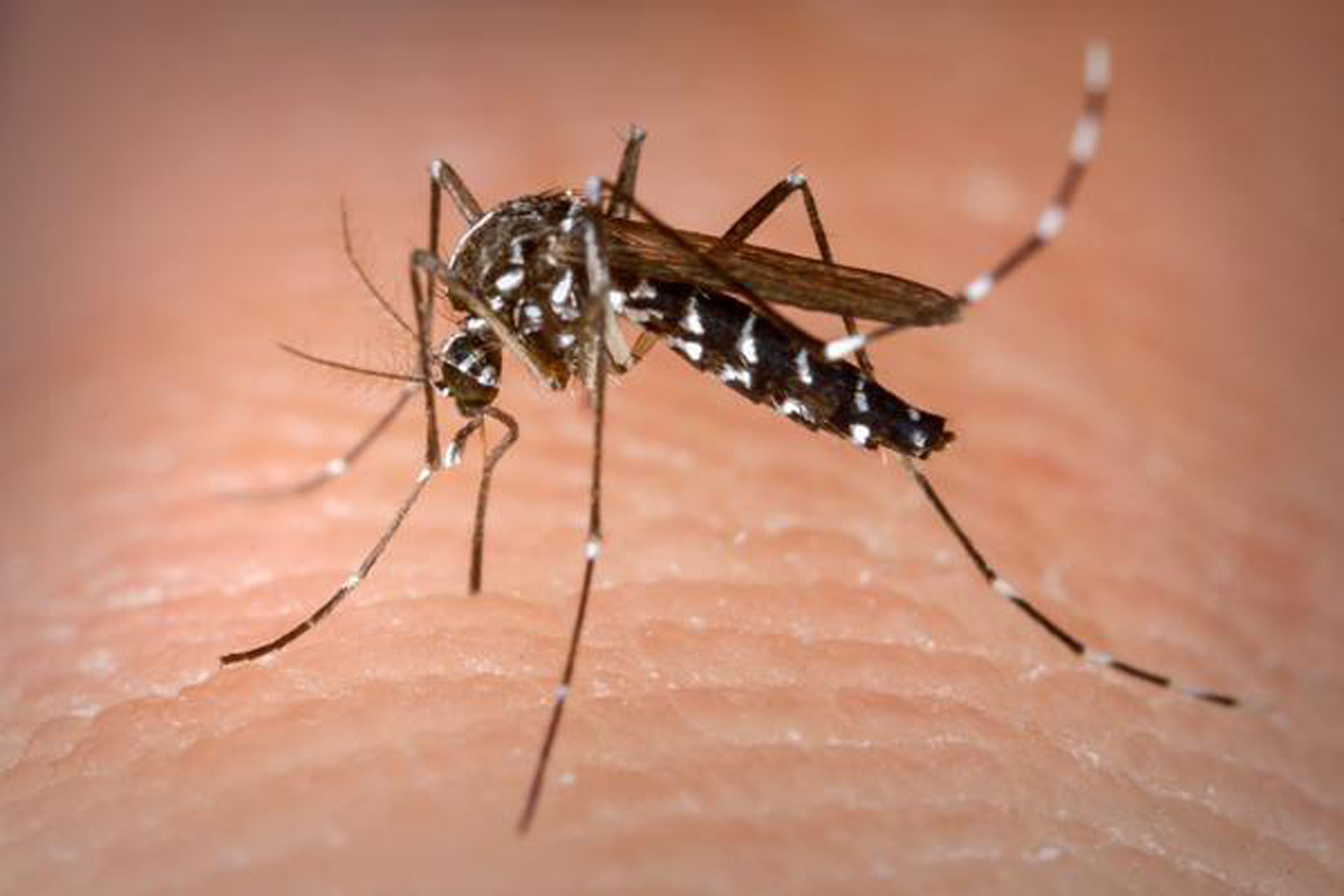Mosquito transmissor da dengue, da febre chikungunya e do zika vrus<a style='float:right;color:#ccc' href='https://www3.al.sp.gov.br/repositorio/noticia/N-02-2016/fg183944.jpg' target=_blank><i class='bi bi-zoom-in'></i> Clique para ver a imagem </a>