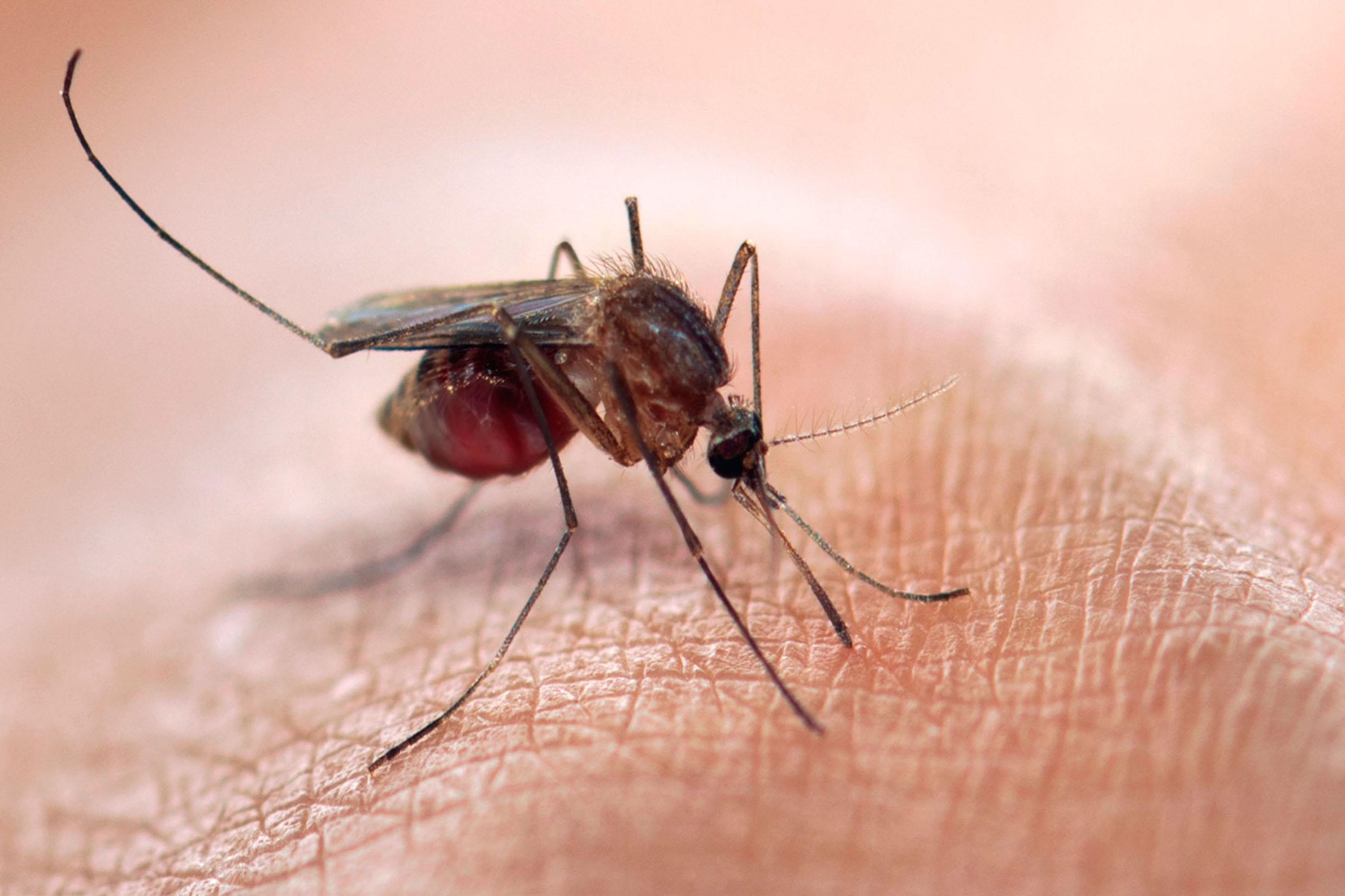 Casos de doenas causadas pelo Aedes aegypti diminuram em 2016<a style='float:right;color:#ccc' href='https://www3.al.sp.gov.br/repositorio/noticia/N-02-2017/fg199087.jpg' target=_blank><i class='bi bi-zoom-in'></i> Clique para ver a imagem </a>