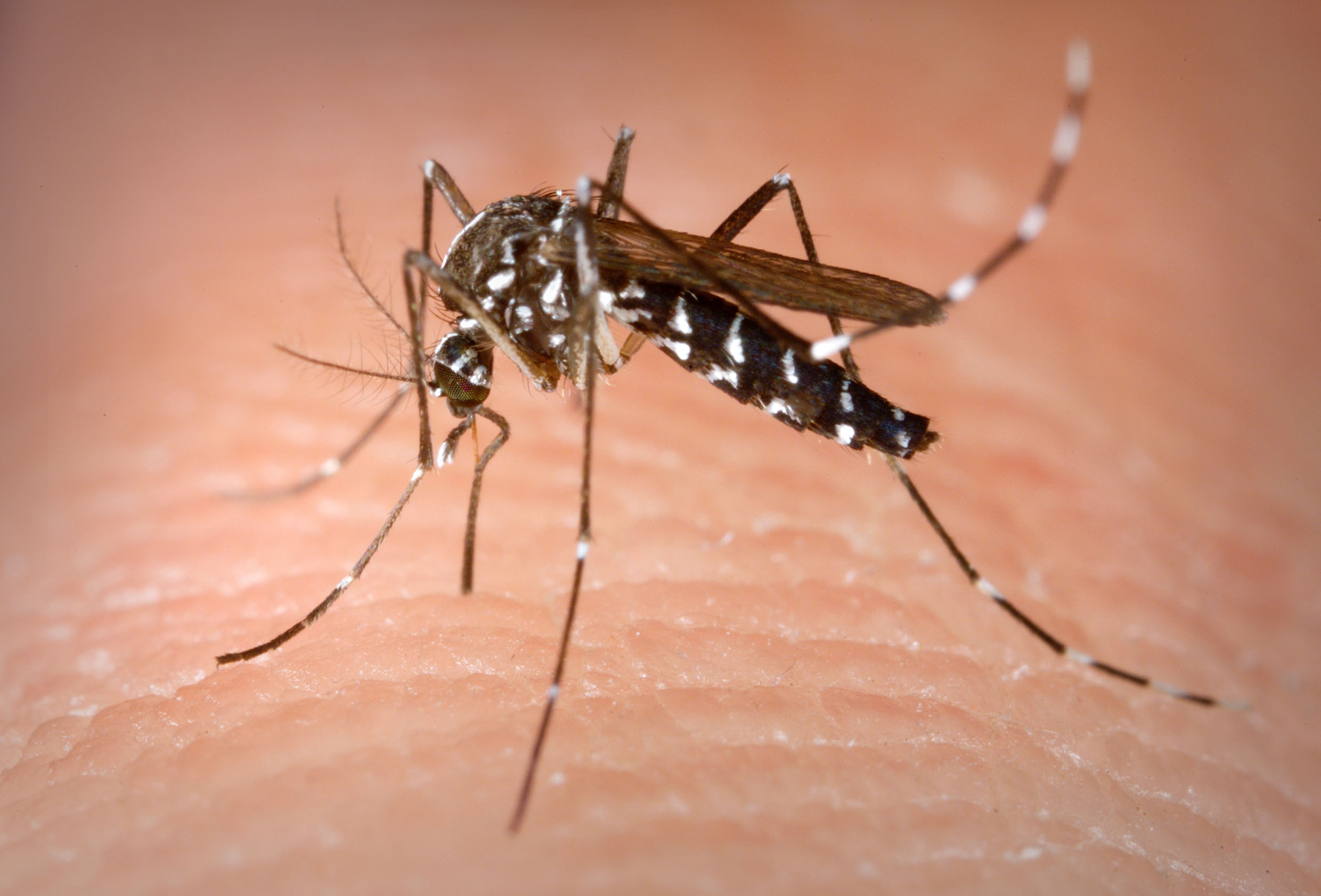 Parlamentar pede mais aes contra o Mosquito Aedes Aegypti, transmissor da dengue<a style='float:right;color:#ccc' href='https://www3.al.sp.gov.br/repositorio/noticia/N-03-2015/fg167987.jpg' target=_blank><i class='bi bi-zoom-in'></i> Clique para ver a imagem </a>
