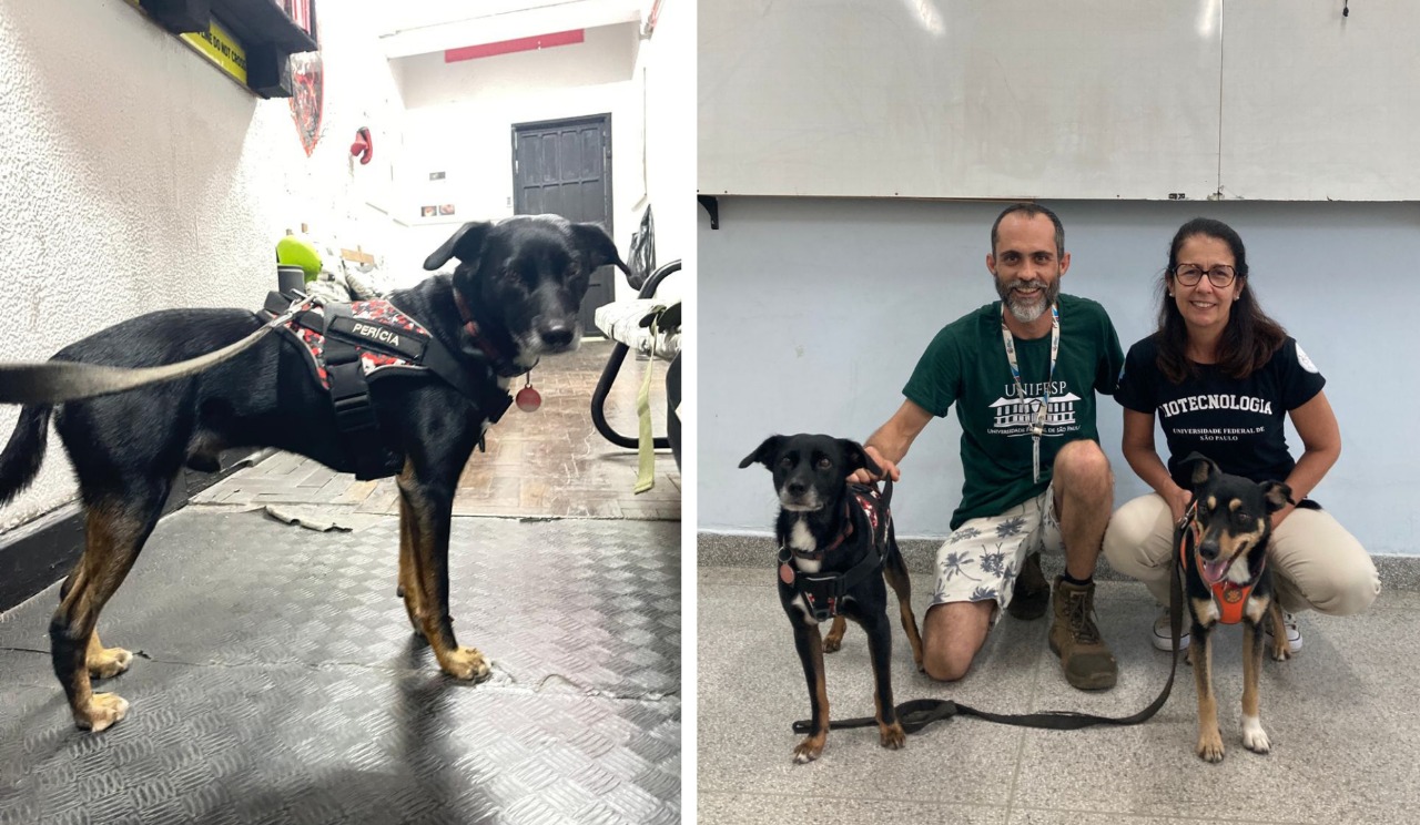 Cães da Polícia Científica paulista<a style='float:right;color:#ccc' href='https://www3.al.sp.gov.br/repositorio/noticia/N-06-2025/fg347339.jpeg' target=_blank><i class='bi bi-zoom-in'></i> Clique para ver a imagem </a>
