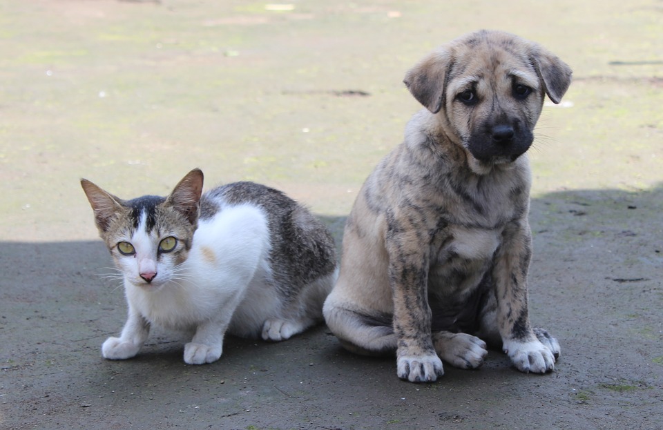 Animais do abrigo Frida em Marlia<a style='float:right;color:#ccc' href='https://www3.al.sp.gov.br/repositorio/noticia/N-07-2023/fg305940.jpg' target=_blank><i class='bi bi-zoom-in'></i> Clique para ver a imagem </a>