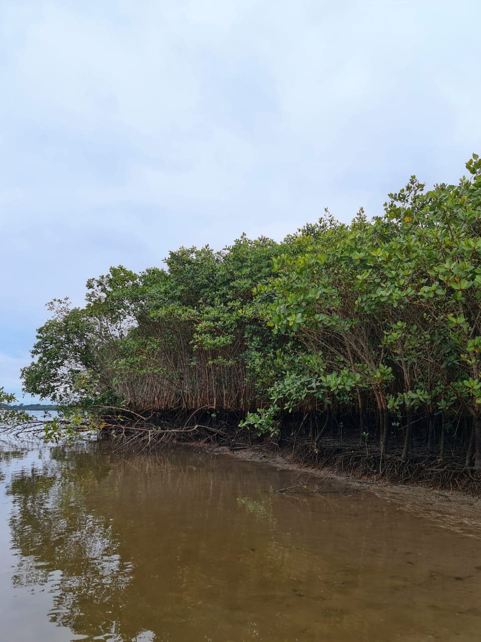 Manguezal em Cananeia, Litoral Sul<a style='float:right;color:#ccc' href='https://www3.al.sp.gov.br/repositorio/noticia/N-07-2024/fg331189.jpg' target=_blank><i class='bi bi-zoom-in'></i> Clique para ver a imagem </a>