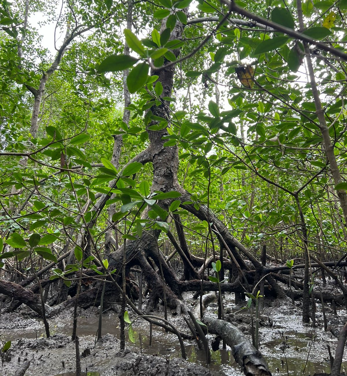 rvore de mangue<a style='float:right;color:#ccc' href='https://www3.al.sp.gov.br/repositorio/noticia/N-07-2024/fg331282.jpg' target=_blank><i class='bi bi-zoom-in'></i> Clique para ver a imagem </a>