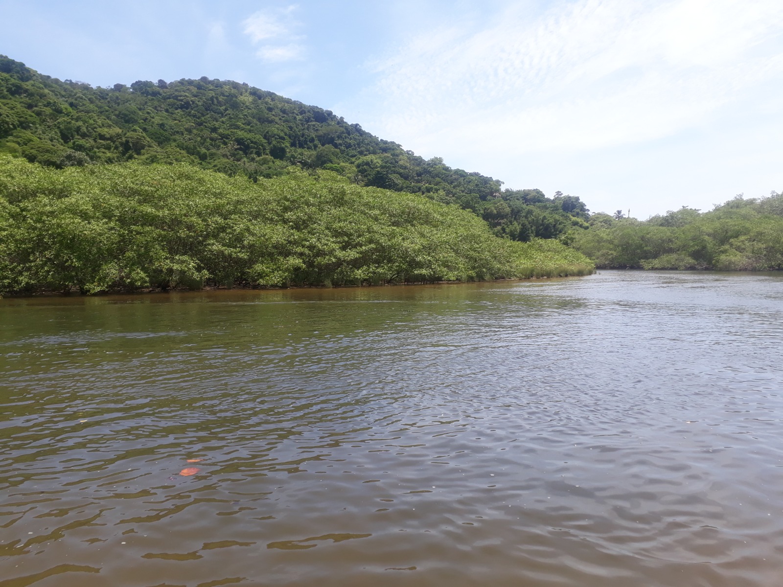 Manguezal no Litoral norte paulista<a style='float:right;color:#ccc' href='https://www3.al.sp.gov.br/repositorio/noticia/N-07-2024/fg331339.jpeg' target=_blank><i class='bi bi-zoom-in'></i> Clique para ver a imagem </a>
