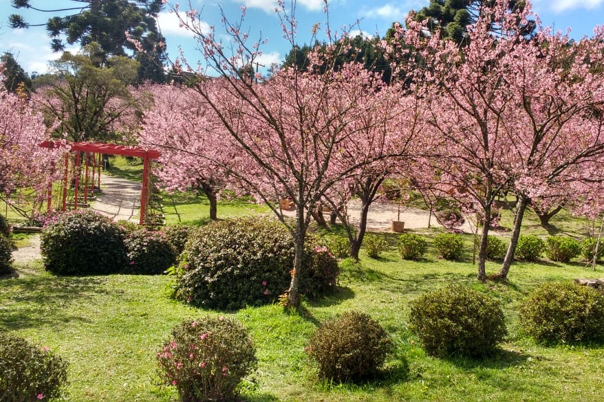 Parque das Cerejeiras em Campos do Jord�o<a style='float:right;color:#ccc' href='https://www3.al.sp.gov.br/repositorio/noticia/N-07-2026/fg367019.jpg' target=_blank><i class='bi bi-zoom-in'></i> Clique para ver a imagem </a>