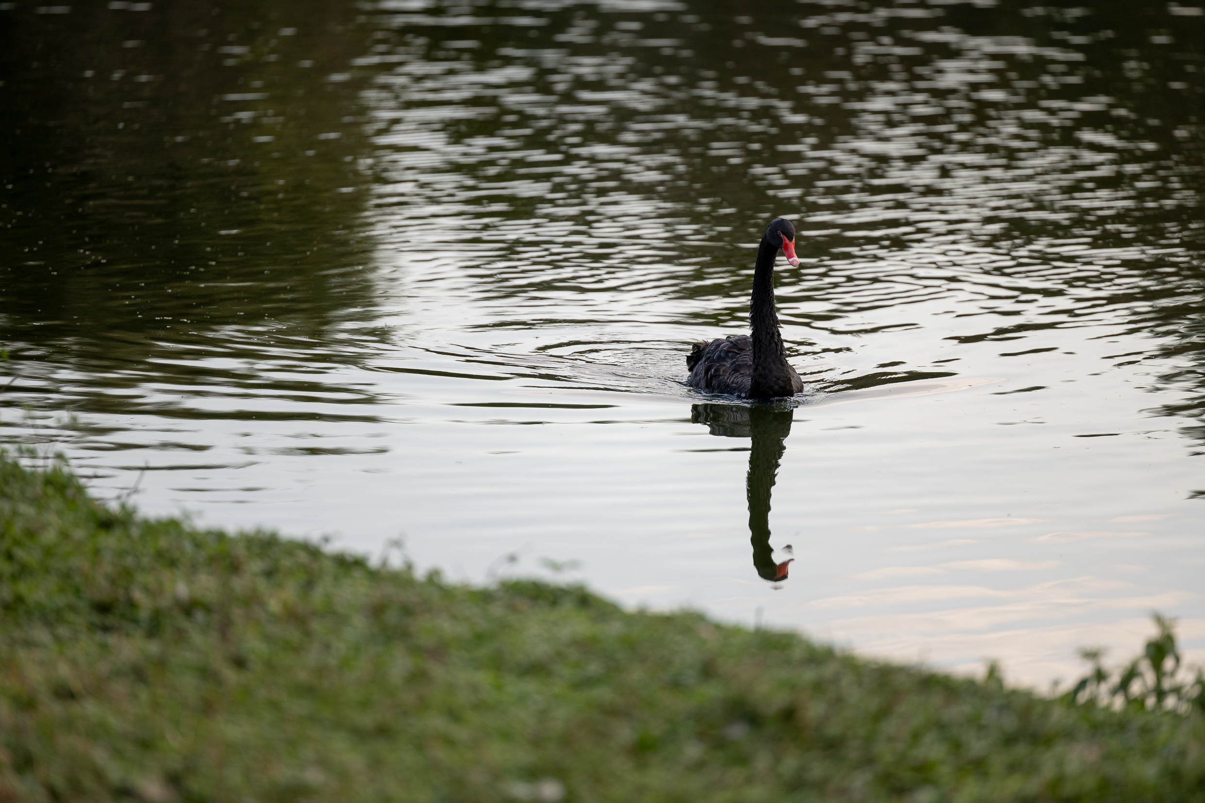 Parque Ibirapuera completa 61 anos - Rodrigo Costa<a style='float:right;color:#ccc' href='https://www3.al.sp.gov.br/repositorio/noticia/N-08-2025/fg351279.jpg' target=_blank><i class='bi bi-zoom-in'></i> Clique para ver a imagem </a>