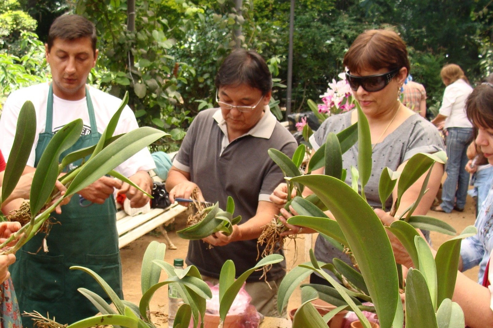 Curso de Orqudeas EMJ - 2014 - Arquivo pessoal<a style='float:right;color:#ccc' href='https://www3.al.sp.gov.br/repositorio/noticia/N-08-2025/fg351288.jpeg' target=_blank><i class='bi bi-zoom-in'></i> Clique para ver a imagem </a>