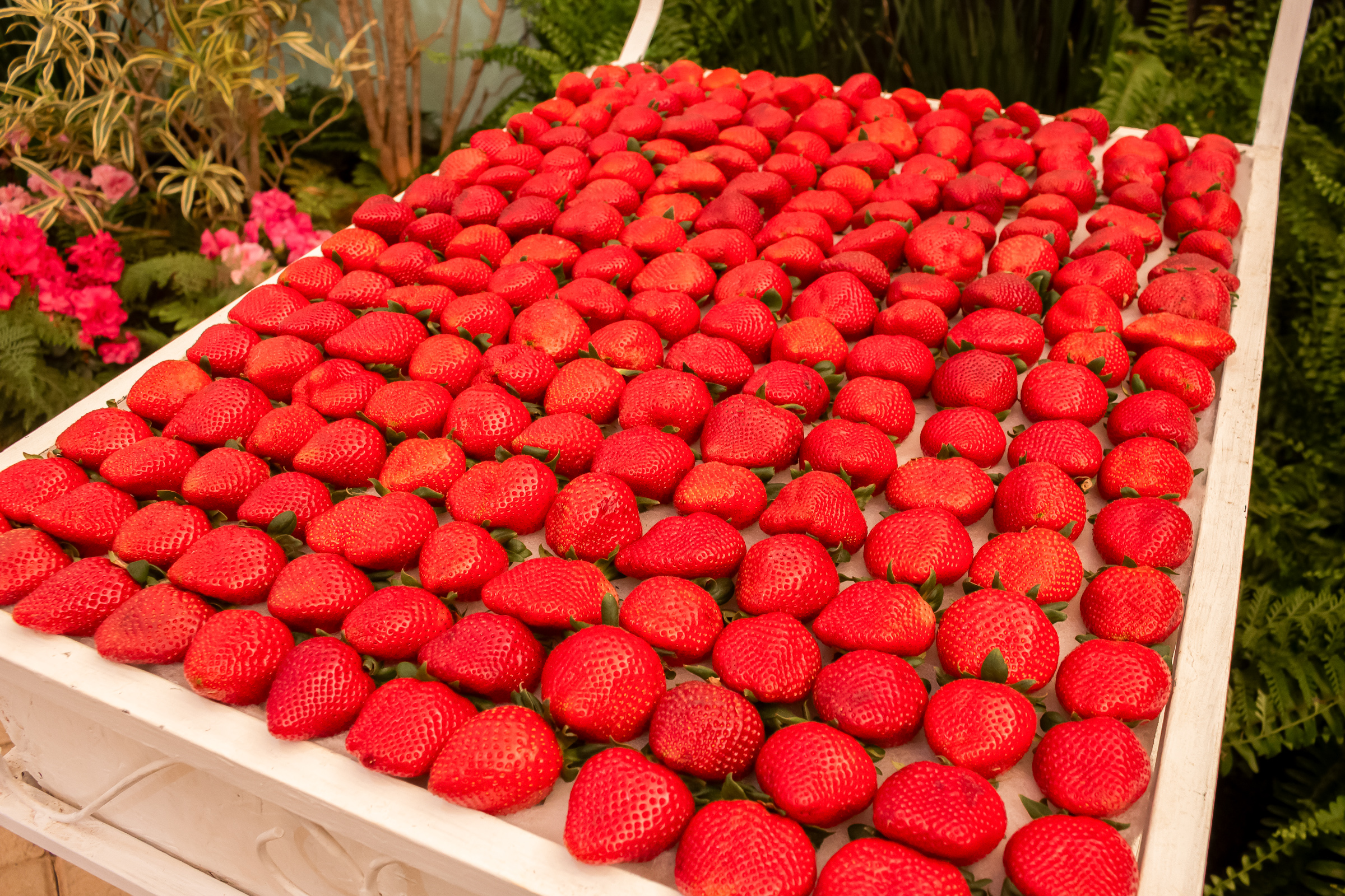  Cerca de 200 agricultores cultivam morango <a style='float:right;color:#ccc' href='https://www3.al.sp.gov.br/repositorio/noticia/N-09-2026/fg367344.jpg' target=_blank><i class='bi bi-zoom-in'></i> Clique para ver a imagem </a>