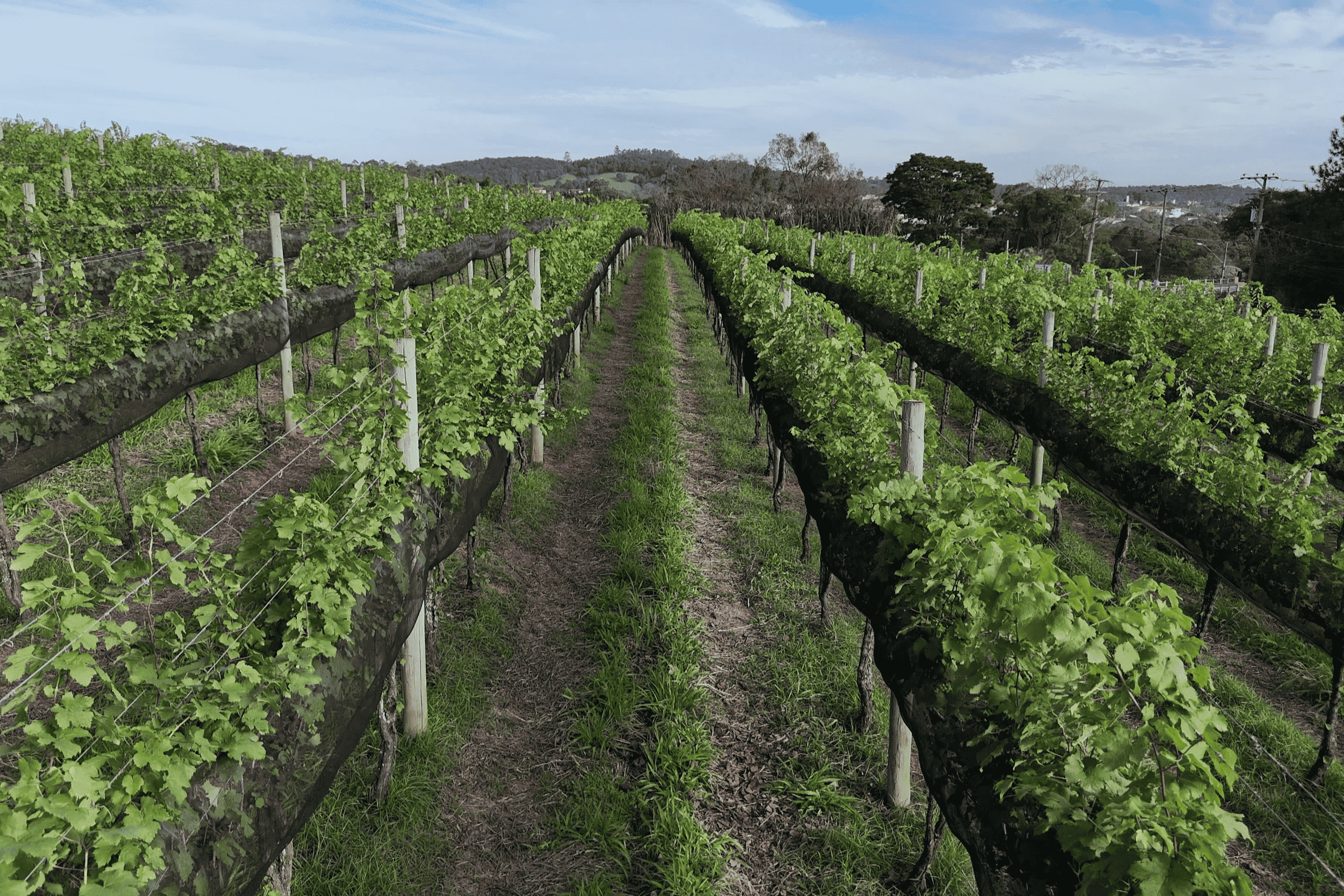 Rota dos Vinhos � principal atrativo tur�stico<a style='float:right;color:#ccc' href='https://www3.al.sp.gov.br/repositorio/noticia/N-10-2026/fg367447.png' target=_blank><i class='bi bi-zoom-in'></i> Clique para ver a imagem </a>