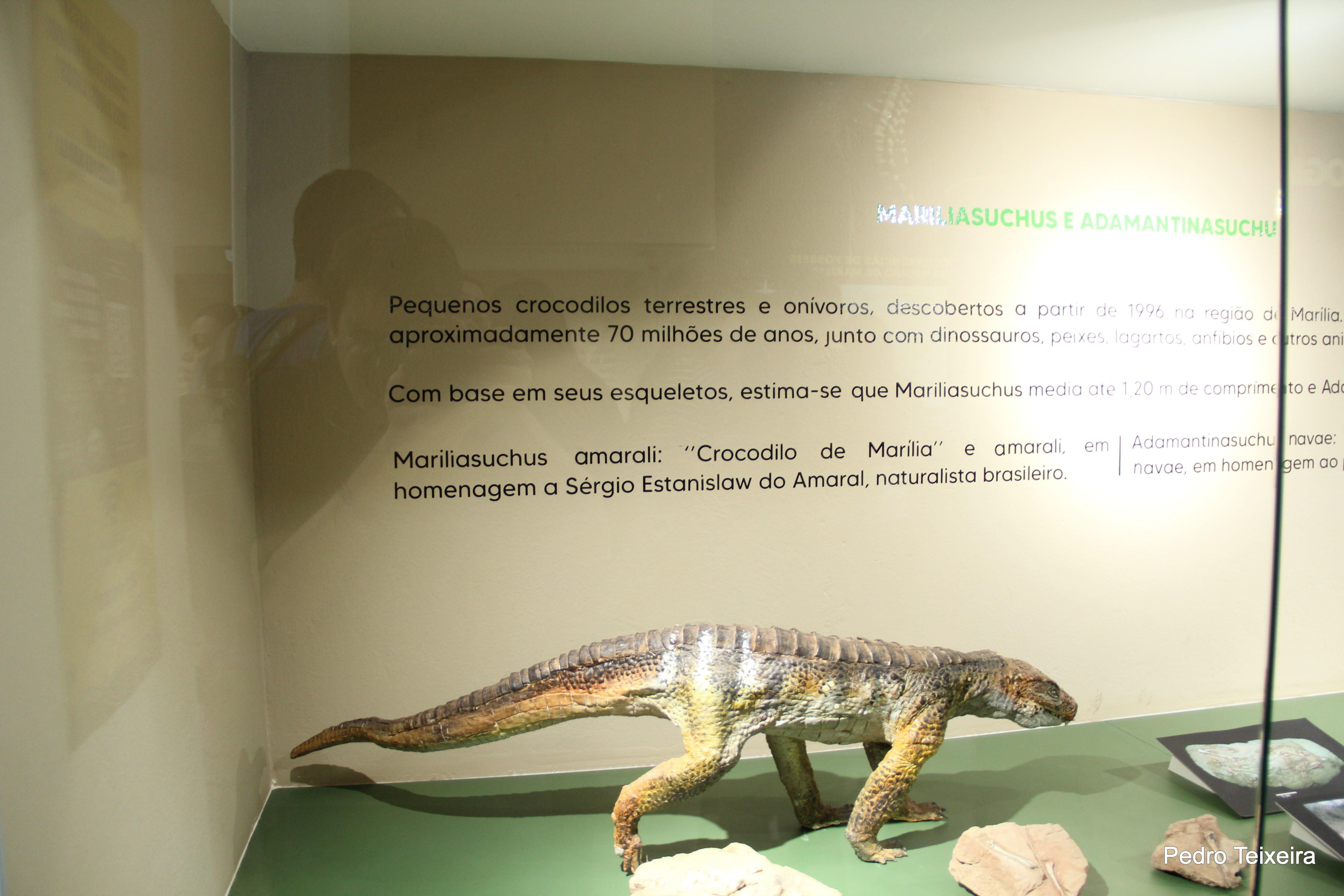 Mariliasuchus Amarali um crocodilo pr�-hist�rico <a style='float:right;color:#ccc' href='https://www3.al.sp.gov.br/repositorio/noticia/N-10-2026/fg367456.jpg' target=_blank><i class='bi bi-zoom-in'></i> Clique para ver a imagem </a>