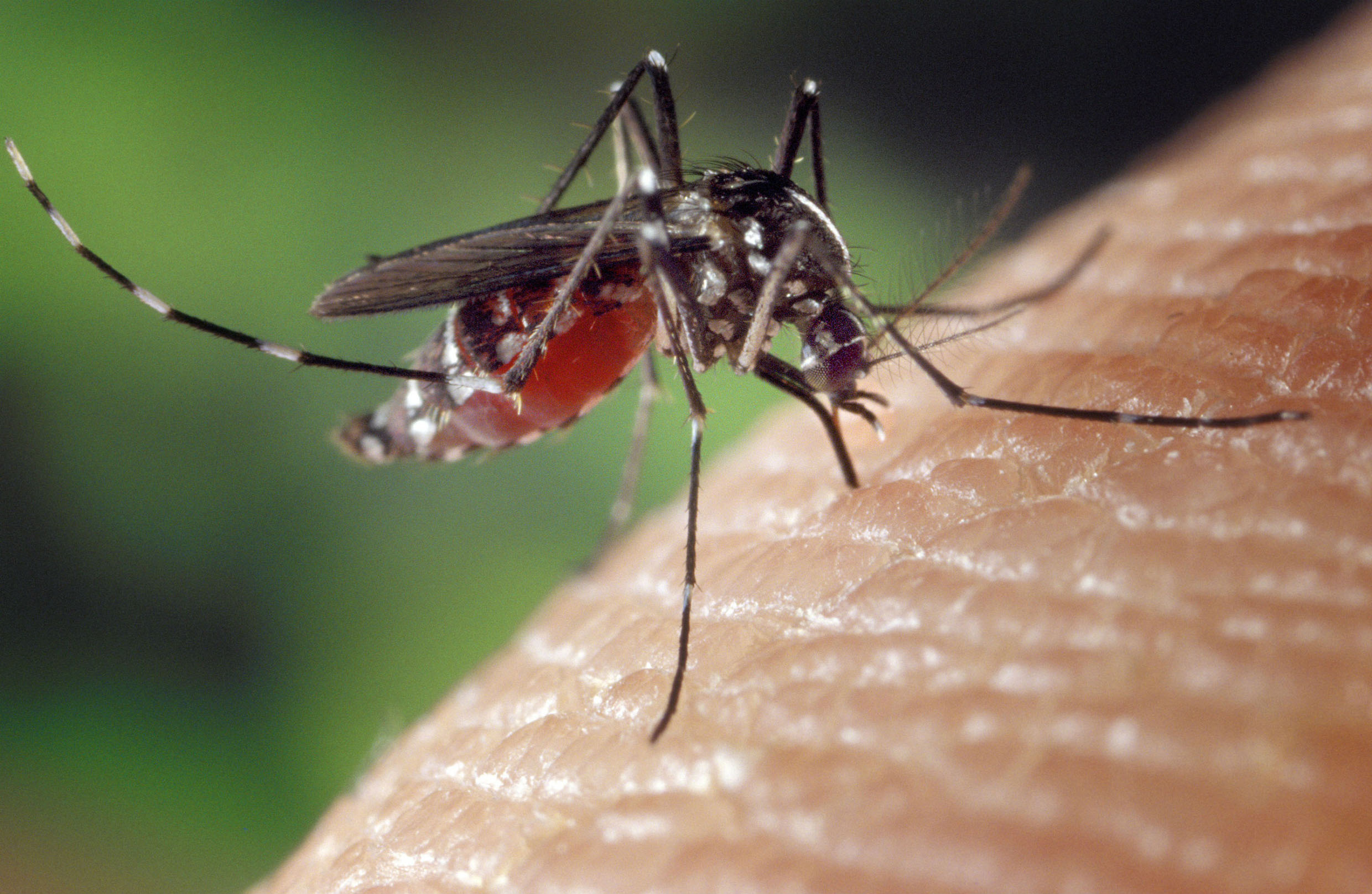 Mosquito da dengue<a style='float:right;color:#ccc' href='https://www3.al.sp.gov.br/repositorio/noticia/N-11-2015/fg177936.jpg' target=_blank><i class='bi bi-zoom-in'></i> Clique para ver a imagem </a>