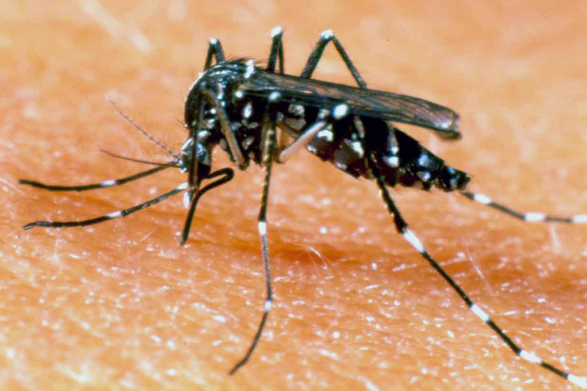 Mosquito Aedes aegypti<a style='float:right;color:#ccc' href='https://www3.al.sp.gov.br/repositorio/noticia/N-11-2018/fg227880.jpg' target=_blank><i class='bi bi-zoom-in'></i> Clique para ver a imagem </a>