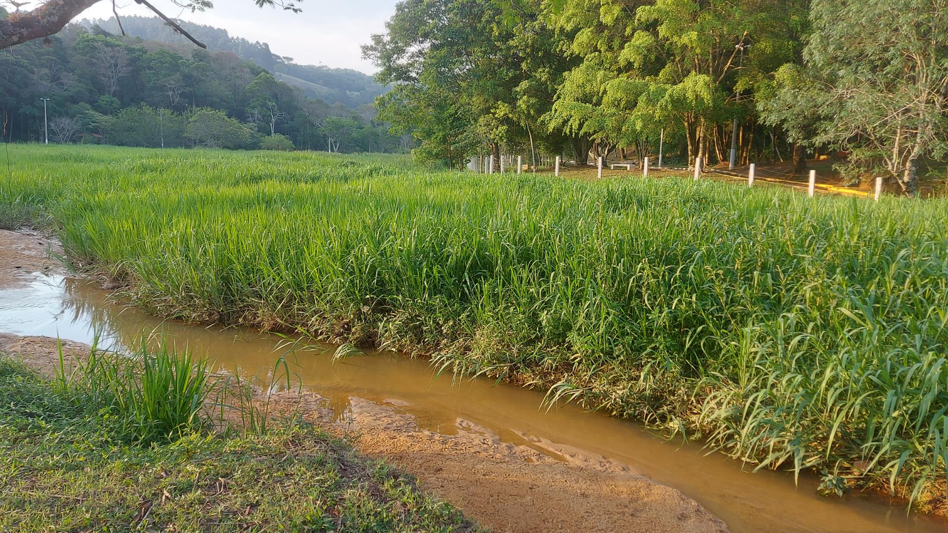 Lago assoreado em Serra Negra<a style='float:right;color:#ccc' href='https://www3.al.sp.gov.br/repositorio/noticia/N-11-2023/fg312959.jpg' target=_blank><i class='bi bi-zoom-in'></i> Clique para ver a imagem </a>