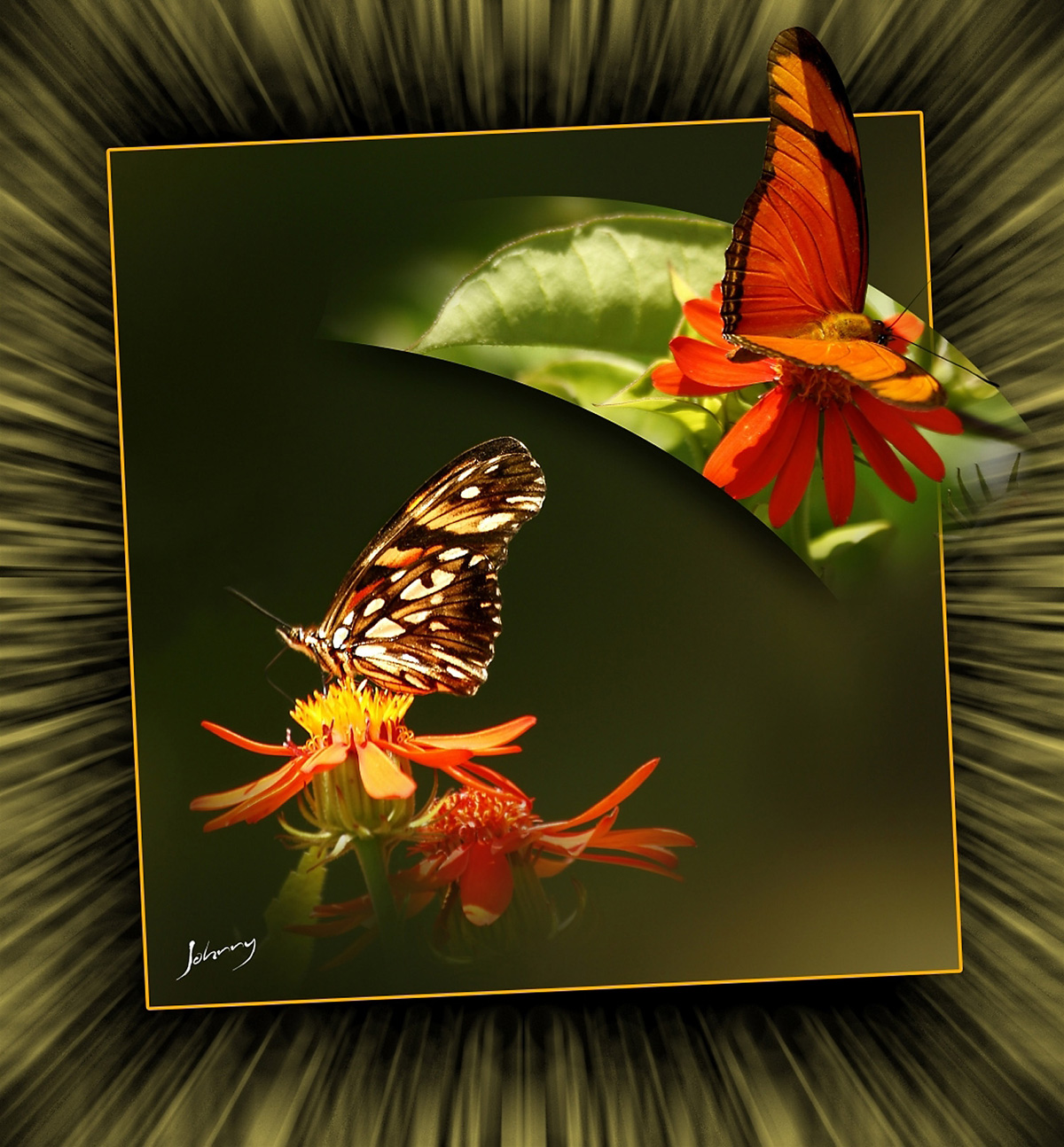 Butterfly<a style='float:right;color:#ccc' href='https://www3.al.sp.gov.br/repositorio/noticia/N-12-2012/fg120111.jpg' target=_blank><i class='bi bi-zoom-in'></i> Clique para ver a imagem </a>