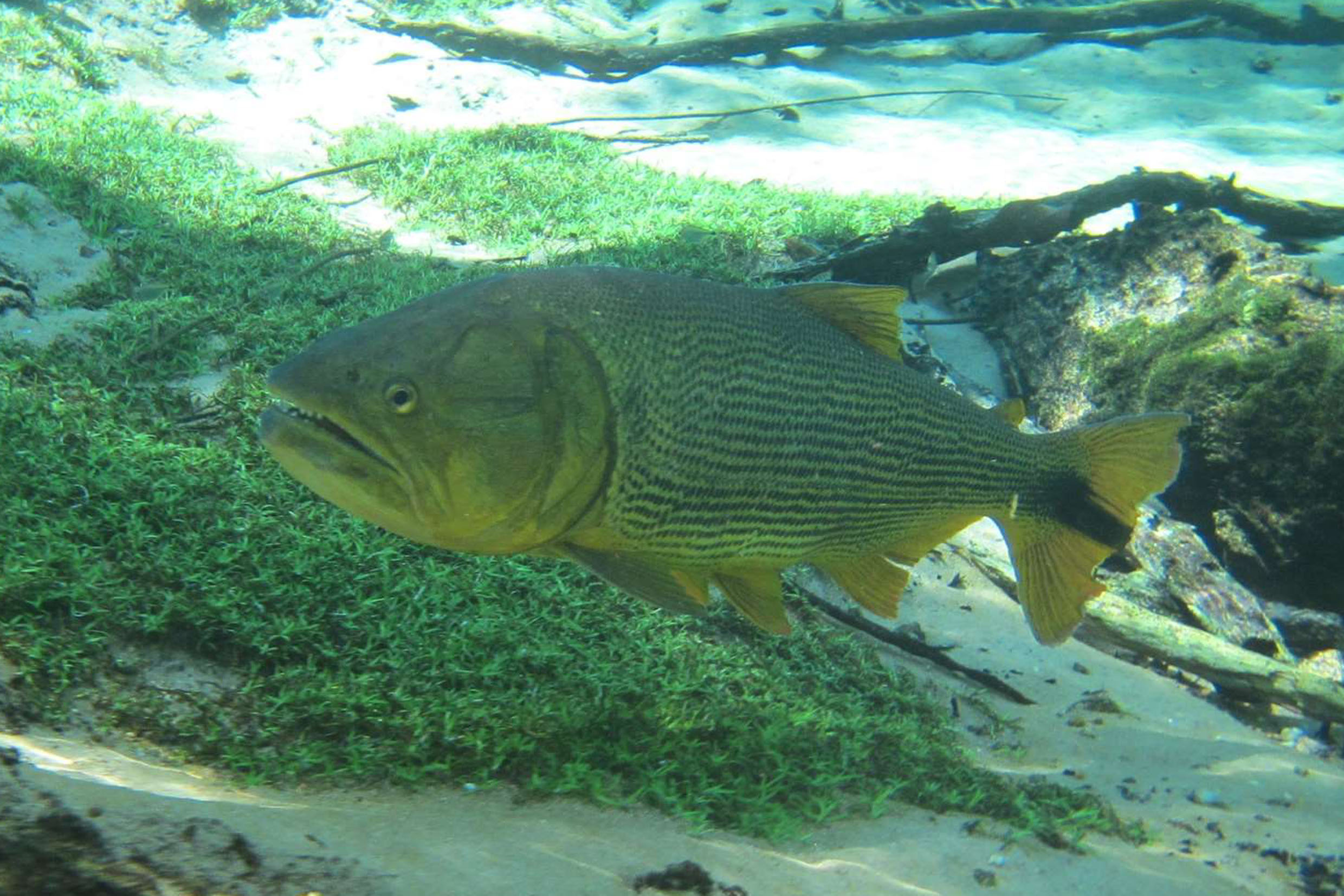 Imagem ilustrativa do peixe Dourado<a style='float:right;color:#ccc' href='https://www3.al.sp.gov.br/repositorio/noticia/N-12-2017/fg215575.jpg' target=_blank><i class='bi bi-zoom-in'></i> Clique para ver a imagem </a>
