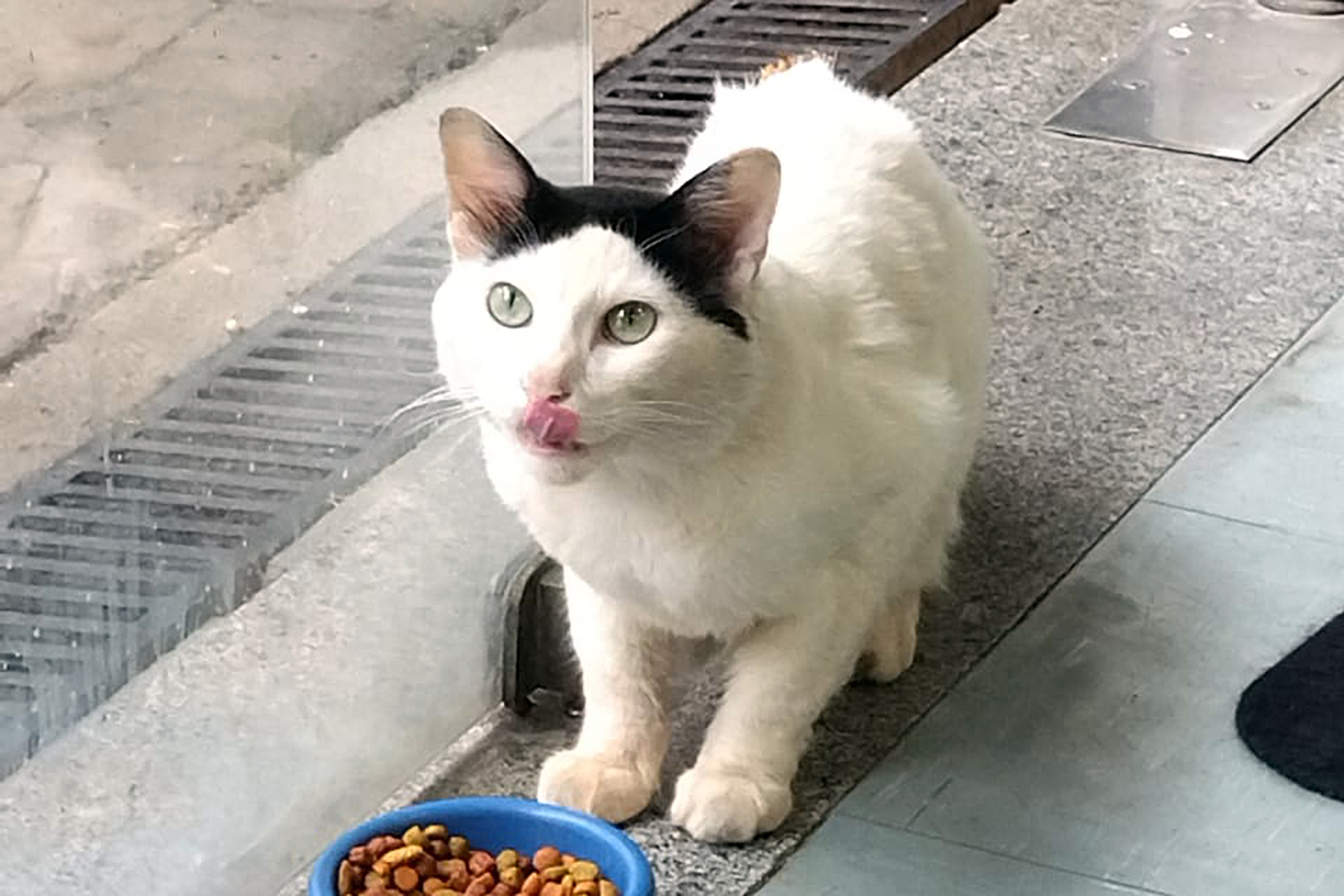 Um dos gatos da Alesp<a style='float:right;color:#ccc' href='https://www3.al.sp.gov.br/repositorio/noticia/N-12-2024/fg338802.jpg' target=_blank><i class='bi bi-zoom-in'></i> Clique para ver a imagem </a>