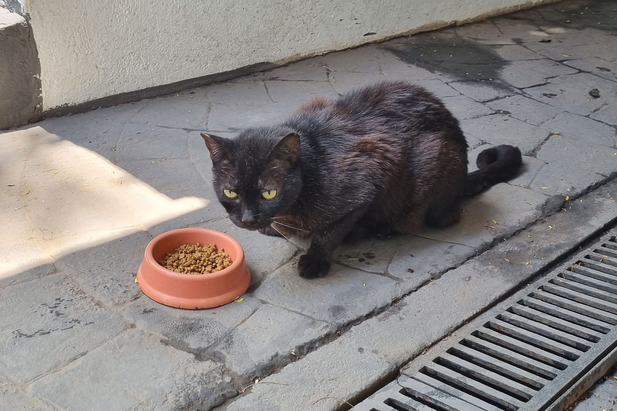 Um dos gatos da Casa<a style='float:right;color:#ccc' href='https://www3.al.sp.gov.br/repositorio/noticia/N-12-2024/fg338805.jpg' target=_blank><i class='bi bi-zoom-in'></i> Clique para ver a imagem </a>